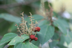 Mallotus philippensis